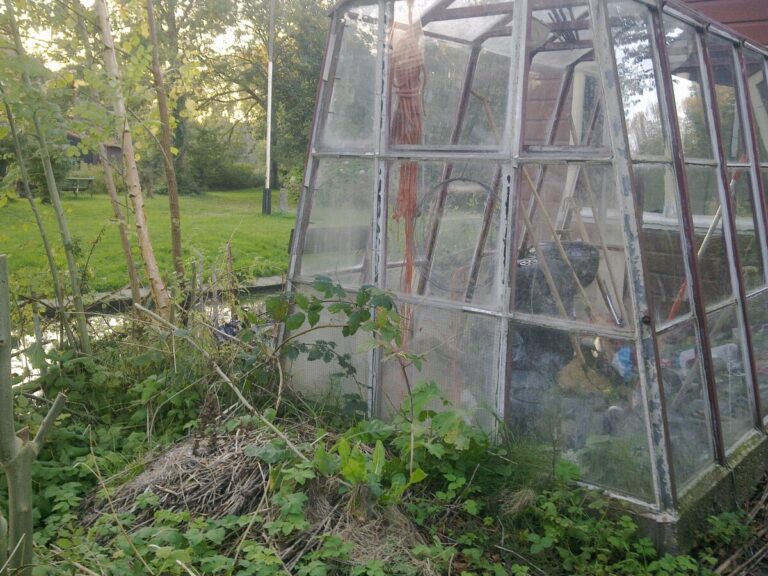Greenhouse before